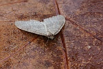 Kleiner Frostspanner (Operophtera brumata)