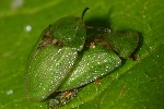 Grner Schildkfer (Cassida viridis)