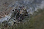 Eichelbohrer (Curculio glandium)