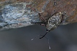 Eichelbohrer (Curculio glandium)