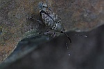 Eichelbohrer (Curculio glandium)
