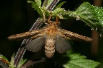 Heidekraut-Wurzelbohrer (Phymatopus hecta)