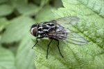 Gefleckte Hausfliege (Graphomya maculata)