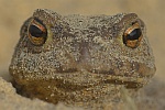 Erdkrte (Bufo bufo)