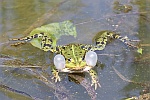 Teichfrosch (Rana esculenta)