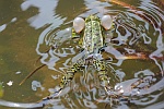 Teichfrosch (Rana esculenta)