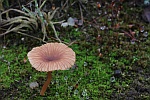 Nabelinge (Gattung omphalina)
