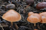 Gemeiner Trompetenschnitzling (Tubaria furfuracea) Gemeiner Trompetenschnitzling (Tubaria furfuracea)