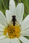 Kronen-Schnepfenfliege (Chysopilus cristatus)