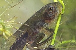 Laubfrosch (Hyla arborea)
