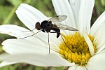 Kronen-Schnepfenfliege (Chysopilus cristatus)