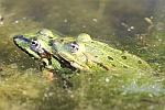 Teichfrosch (Rana esculenta)