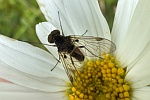 Kronen-Schnepfenfliege (Chysopilus cristatus)