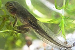 Laubfrosch (Hyla arborea)
