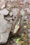 Westliche Beischrecke (Platycleis albopunctata)