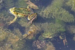 Teichfrosch (Rana esculenta)