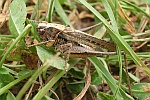Westliche Beischrecke (Platycleis albopunctata)