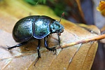 Waldmistkfer (Anoplotrupes stercorosus)