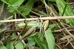 Westliche Beischrecke (Platycleis albopunctata)