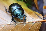 Waldmistkfer (Anoplotrupes stercorosus)