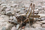 Westliche Beischrecke (Platycleis albopunctata)