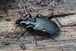 Schwarzer Enghalskäfer (Limodromus assimilis) Schwarzer Enghalskäfer (Limodromus assimilis)