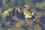 Teichfrosch (Rana esculenta)