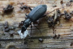 Schwarzer Enghalskfer (Limodromus assimilis)