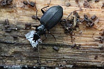 Schwarzer Enghalskfer (Limodromus assimilis)