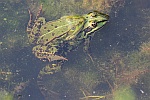 Teichfrosch (Rana esculenta)