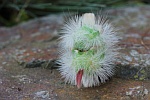 Buchen-Streckfu (Calliteara pudibunda)