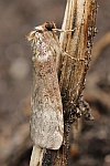 Birken-Eulenspinner (Tetheella fluctuosa)
