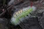 Buchen-Streckfu (Calliteara pudibunda)