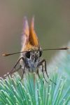 Dickkopffalter (Familie hesperiidae)