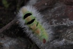 Buchen-Streckfu (Calliteara pudibunda)
