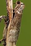 Birken-Eulenspinner (Tetheella fluctuosa)