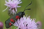 Kleewidderchen (Zygaena lonicerae)