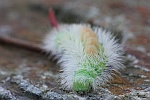 Buchen-Streckfu (Calliteara pudibunda)