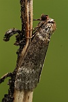 Birken-Eulenspinner (Tetheella fluctuosa)