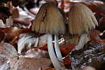 Glimmertintling (Coprinus micaceus)