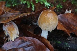 Glimmertintling (Coprinus micaceus)