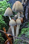 Glimmertintling (Coprinus micaceus)
