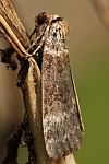 Birken-Eulenspinner (Tetheella fluctuosa)