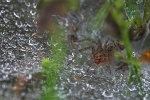 Labyrinthspinne (Agelena labyrinthica)