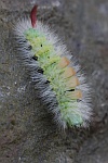 Buchen-Streckfu (Calliteara pudibunda)