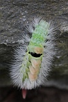 Buchen-Streckfu (Calliteara pudibunda)