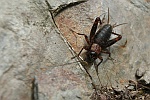 Waldgrille (Nemobius sylvestris)