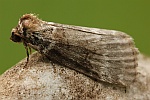 Birken-Eulenspinner (Tetheella fluctuosa)