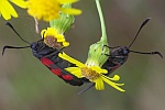 Kleewidderchen (Zygaena lonicerae)