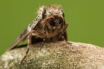 Birken-Eulenspinner (Tetheella fluctuosa)